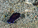 %_tempFileName2016-05-09_03_Torpedo_Alley-5090168%