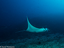 %_tempFileName2016-05-10_01_Manta_Alley-5100266%