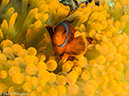 %_tempFileName2016-05-14_02_Little_Angel-5140628%