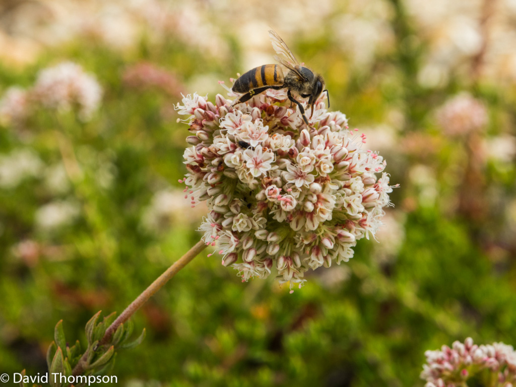 %_tempFileName2016-06-04_01_Crystal_Cove_Hike-6040517%