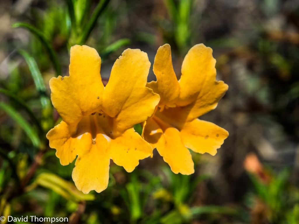 %_tempFileName2016-06-04_01_Crystal_Cove_Hike-6050519%
