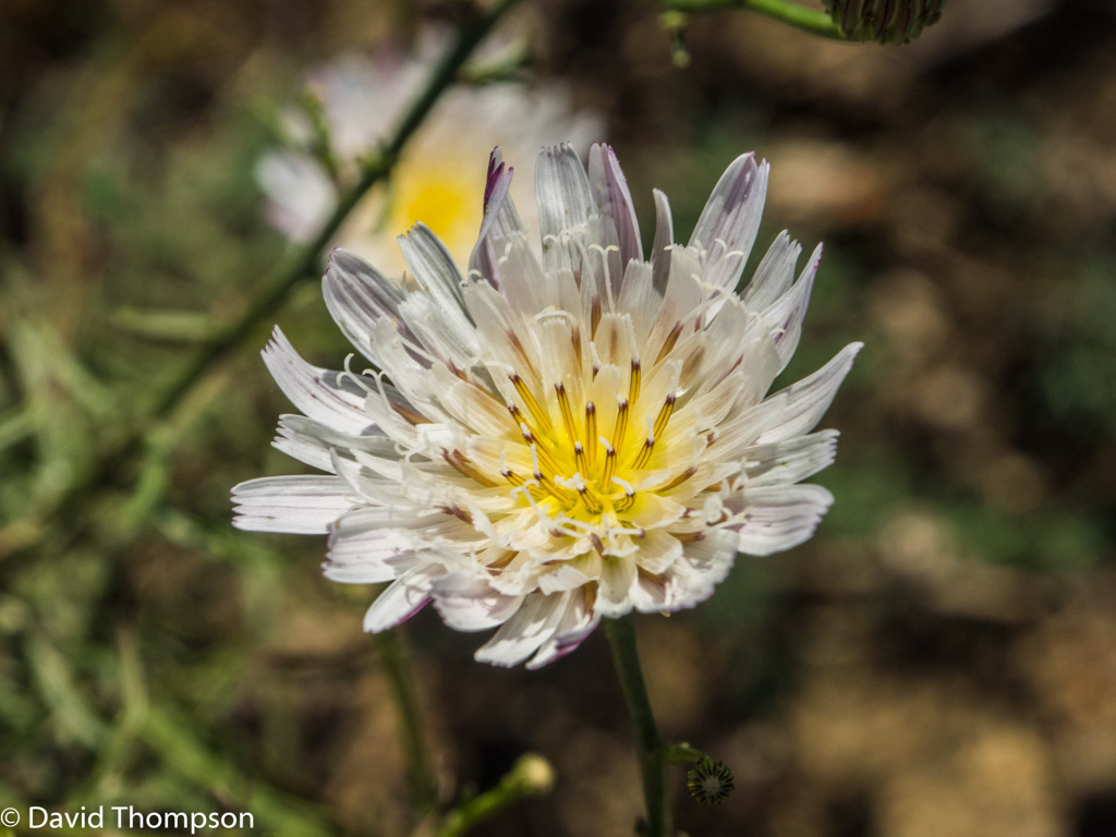 %_tempFileName2016-06-04_01_Crystal_Cove_Hike-6050539%