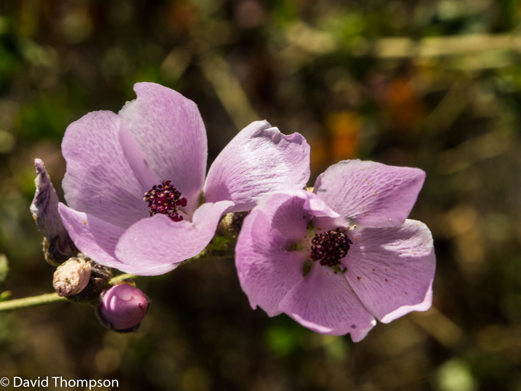 %_tempFileName2016-06-04_01_Crystal_Cove_Hike-6050545%