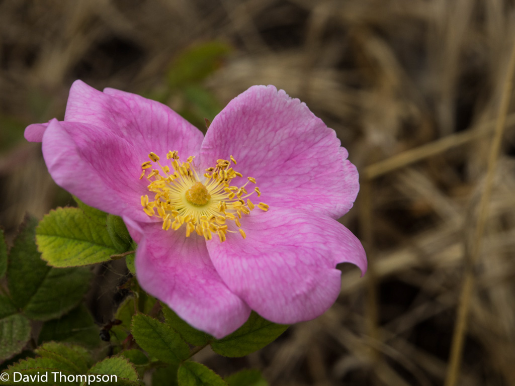 %_tempFileName2016-06-04_01_Crystal_Cove_Hike-6050558%