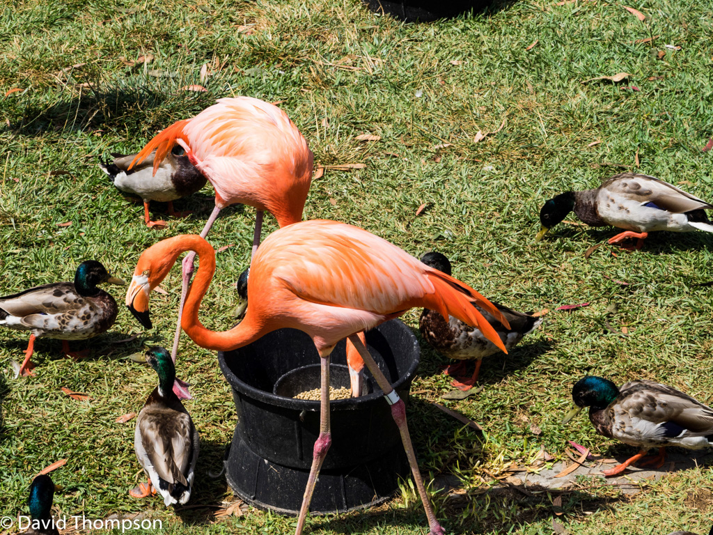 %_tempFileName2016-06-06_01_San_Diego_Zoo-6070015%