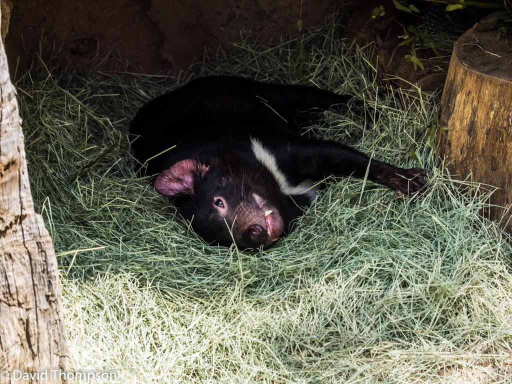 %_tempFileName2016-06-06_01_San_Diego_Zoo-6070029%