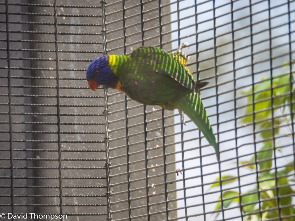 %_tempFileName2016-06-06_01_San_Diego_Zoo-6070032%