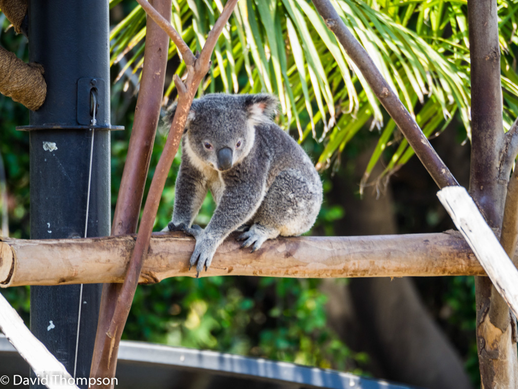 %_tempFileName2016-06-06_01_San_Diego_Zoo-6070038%