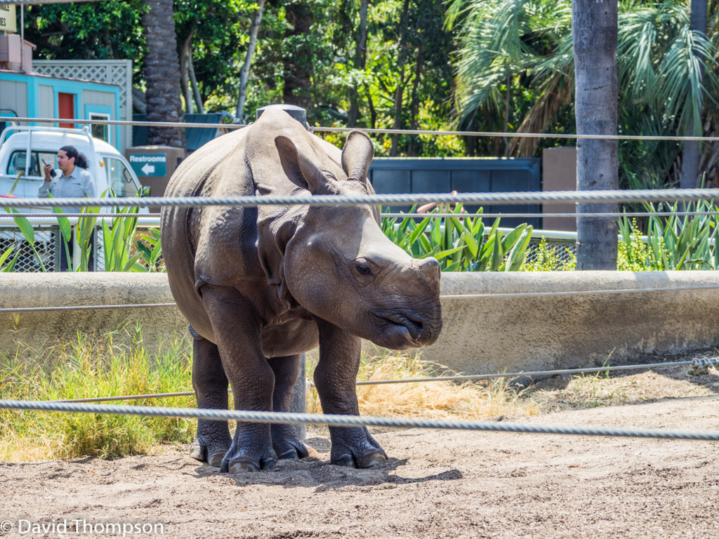 %_tempFileName2016-06-06_01_San_Diego_Zoo-6070050%