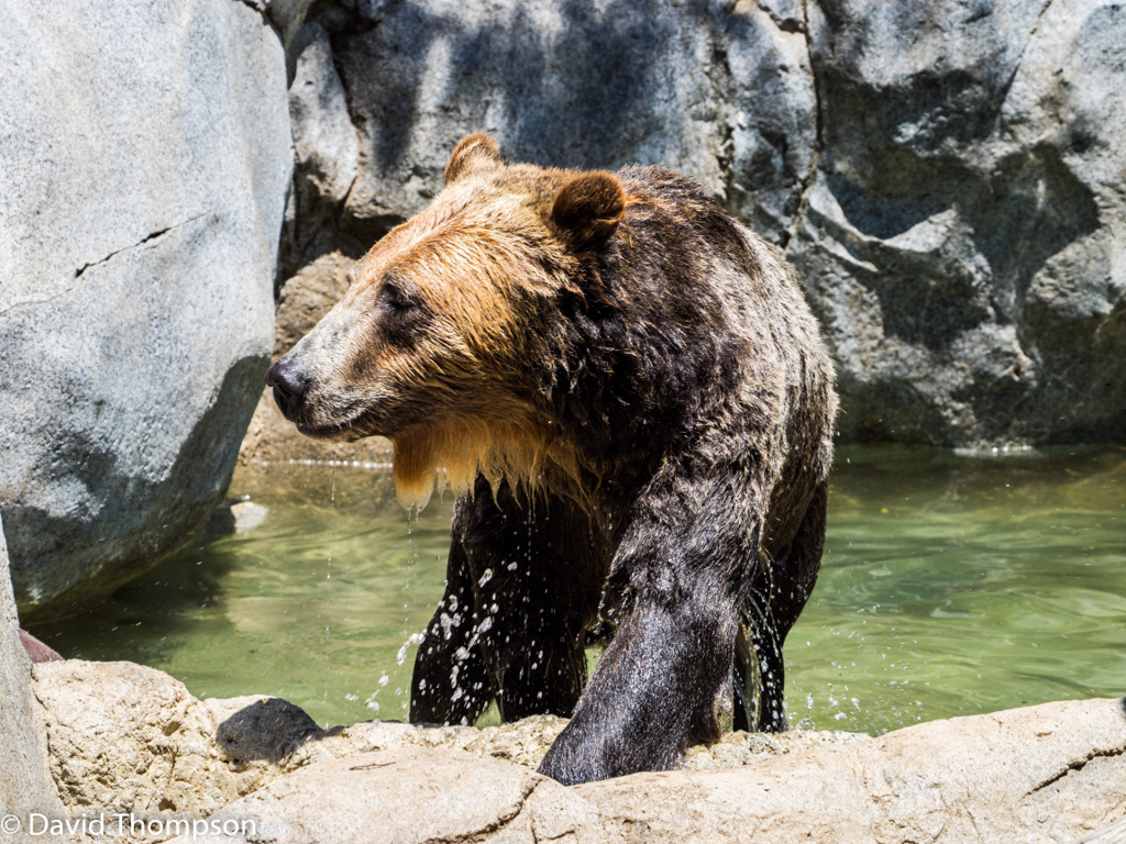 %_tempFileName2016-06-06_01_San_Diego_Zoo-6070053%