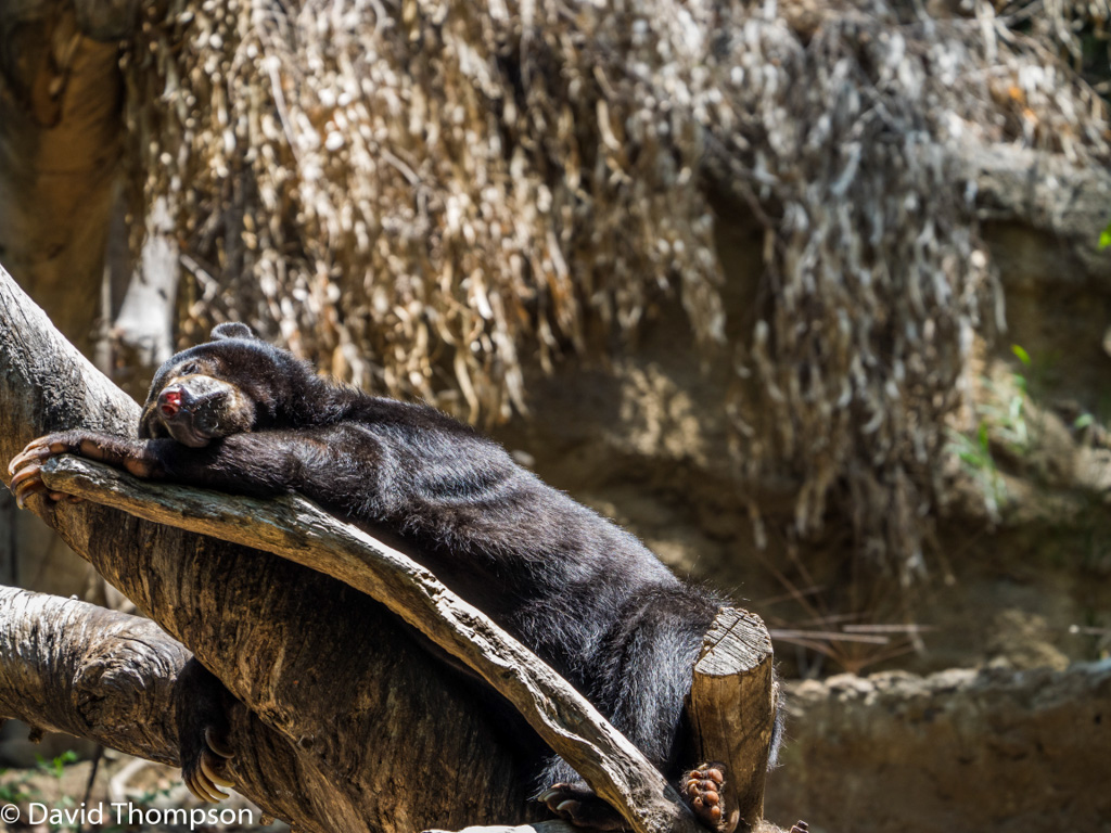 %_tempFileName2016-06-06_01_San_Diego_Zoo-6070055%