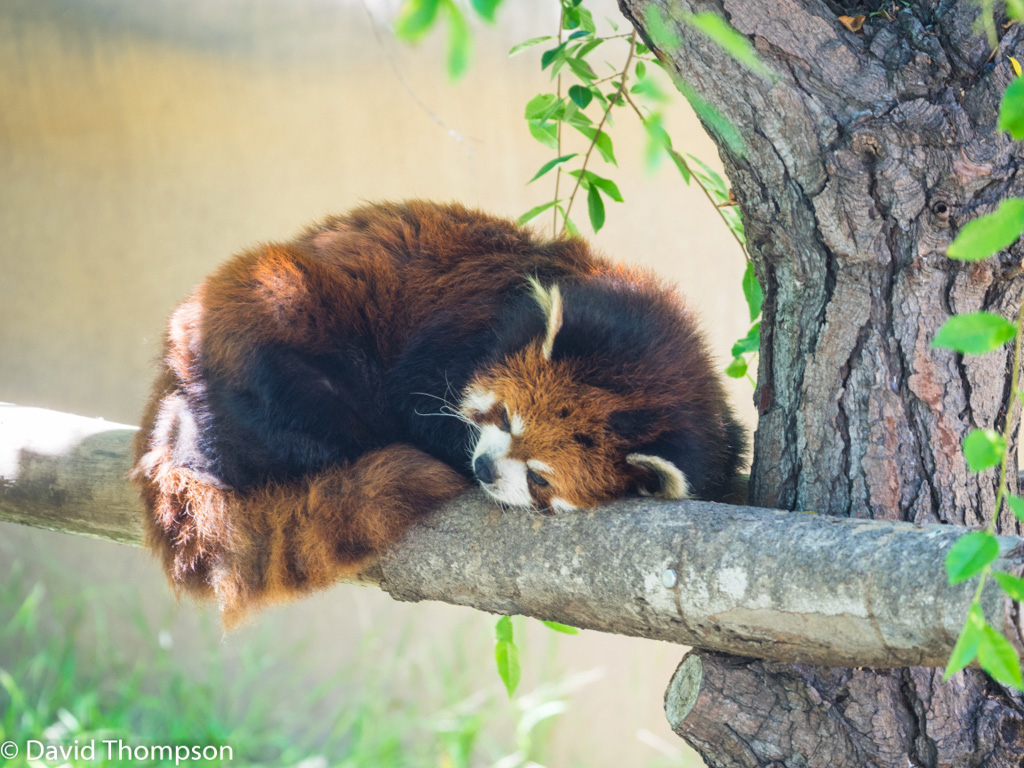%_tempFileName2016-06-06_01_San_Diego_Zoo-6070057%