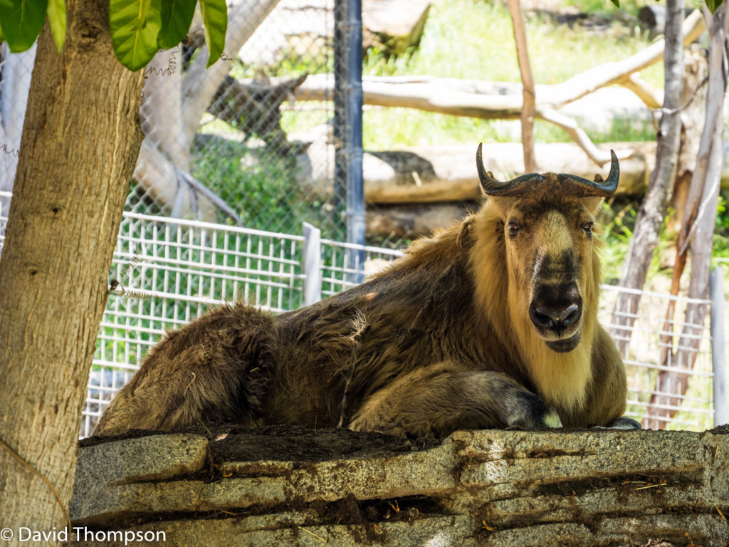 %_tempFileName2016-06-06_01_San_Diego_Zoo-6070060%