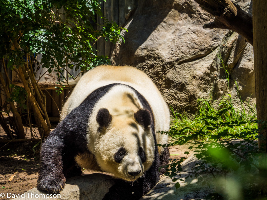 %_tempFileName2016-06-06_01_San_Diego_Zoo-6070062%