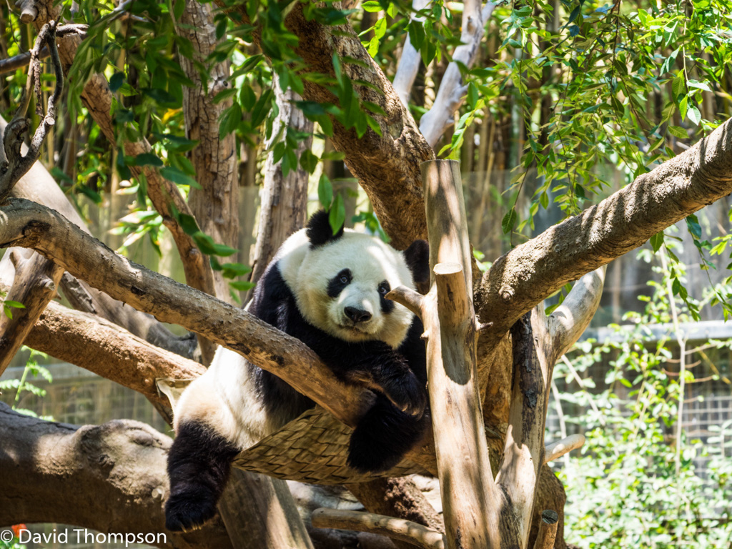 %_tempFileName2016-06-06_01_San_Diego_Zoo-6070075%