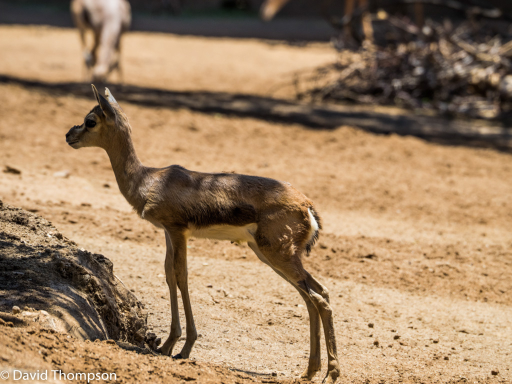 %_tempFileName2016-06-06_01_San_Diego_Zoo-6070083%