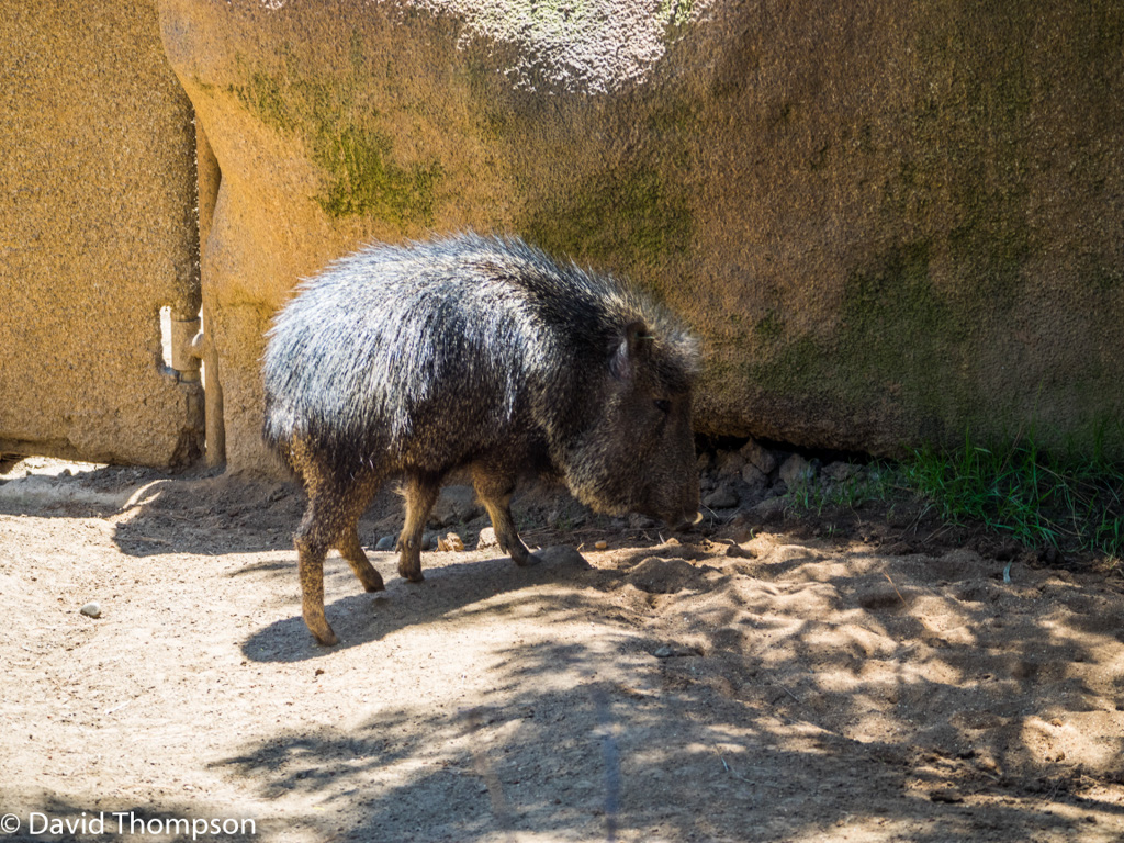 %_tempFileName2016-06-06_01_San_Diego_Zoo-6070088%