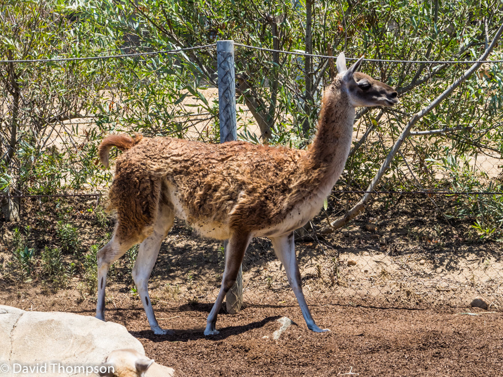 %_tempFileName2016-06-06_01_San_Diego_Zoo-6070094%