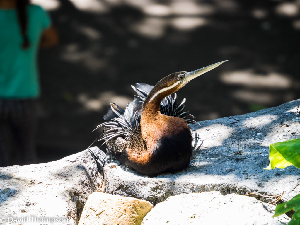 %_tempFileName2016-06-06_01_San_Diego_Zoo-6070109%