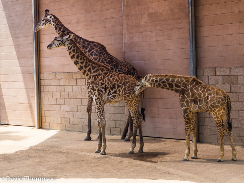 %_tempFileName2016-06-06_01_San_Diego_Zoo-6070602%