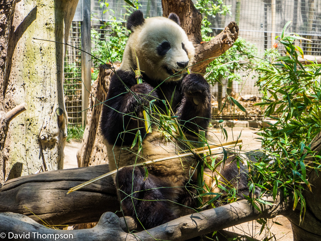%_tempFileName2016-06-06_01_San_Diego_Zoo-6070611%