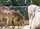 %_tempFileName2016-06-06_01_San_Diego_Zoo-6070011%