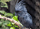 %_tempFileName2016-06-06_01_San_Diego_Zoo-6070037%