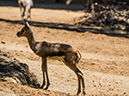 %_tempFileName2016-06-06_01_San_Diego_Zoo-6070083%