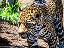 %_tempFileName2016-06-06_01_San_Diego_Zoo-6070090%