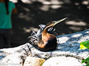 %_tempFileName2016-06-06_01_San_Diego_Zoo-6070109%