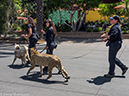 %_tempFileName2016-06-06_01_San_Diego_Zoo-6070601%