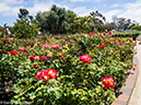 %_tempFileName2016-06-07_01_Balboa_Park_San_Diego-6080673%