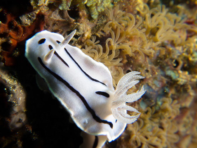 %_tempFileName20120426-%201-Twin_Rock%20Dorid%20Nudibranch%