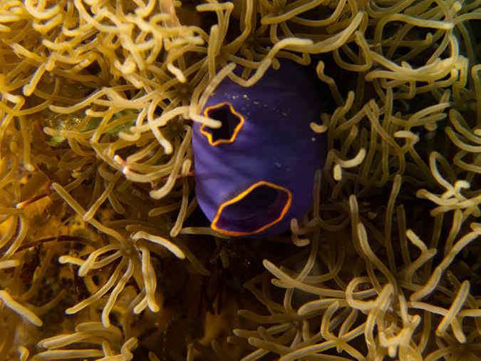 %_tempFileName20120426-%201-Twin_Rock%20Tunicate%