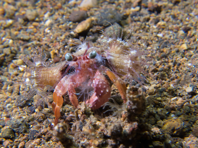 %_tempFileName20120426-2-Secret%20Bay%20Anemone%20Hermit%20Crab%