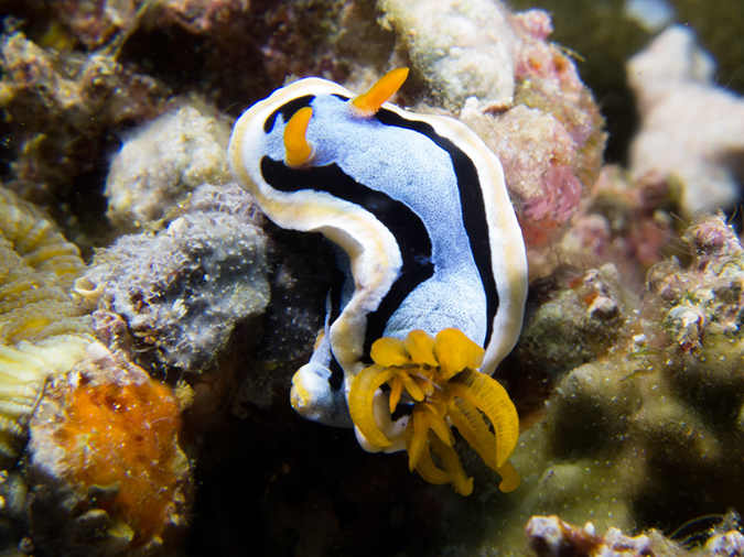 %_tempFileName20120427-2-Caban%20Cove%20Dorid%20Nudibranch%20(3)%