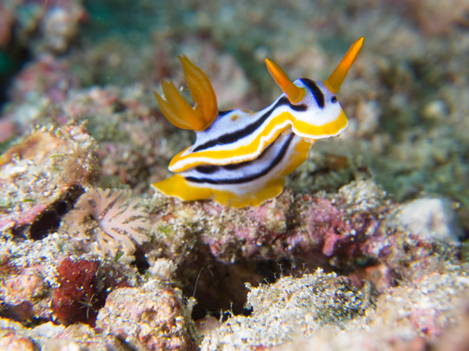 %_tempFileName20120427-3-Koala%20Dorid%20Nudibranch%20(1)%