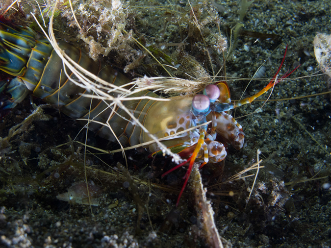%_tempFileName20120427-4-Anilao%20Pier%20Peacock%20Mantis%20Shrimp%20(2)%