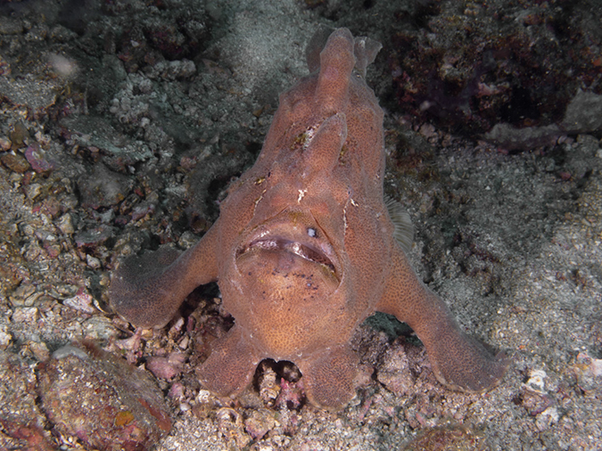 %_tempFileName20120428-1-Apols%20Point%20Painted%20Frogfish%