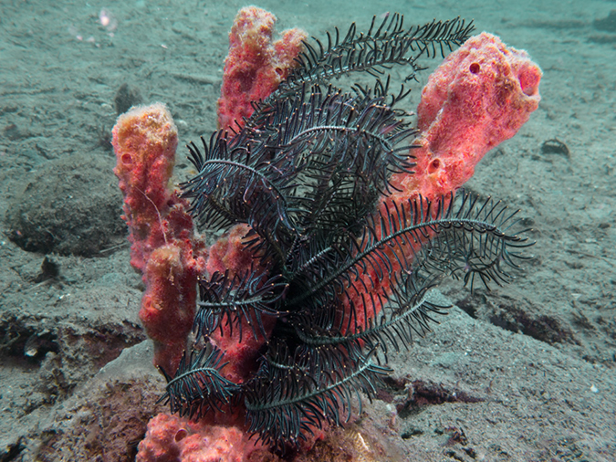 %_tempFileName20120428-2-Coconut%20Crinoid%