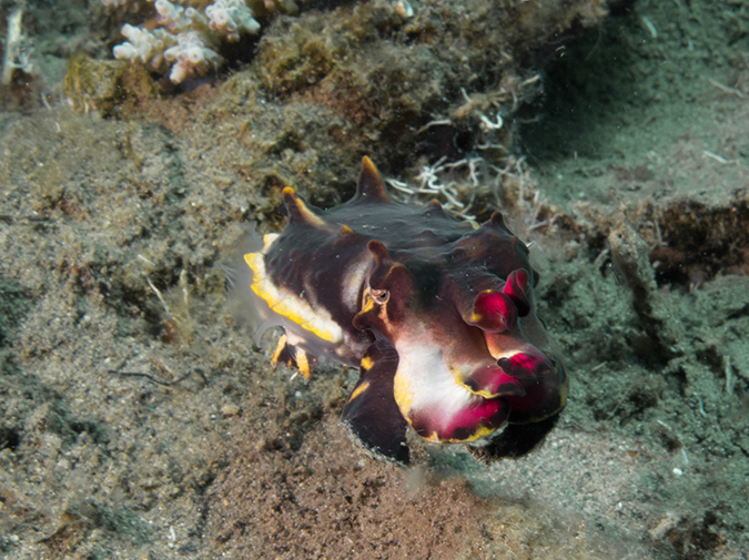 %_tempFileName20120428-2-Coconut%20Flamboyant%20Cuttlefish%20(1)%