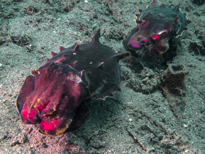 %_tempFileName20120428-2-Coconut%20Flamboyant%20Cuttlefish%20(2)%