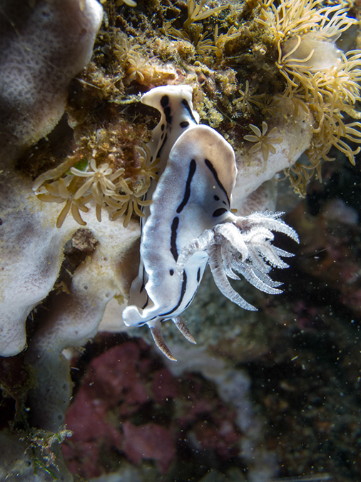 %_tempFileName20120428-3-Twin%20Rock%20Dorid%20Nudibranch%20(1)%