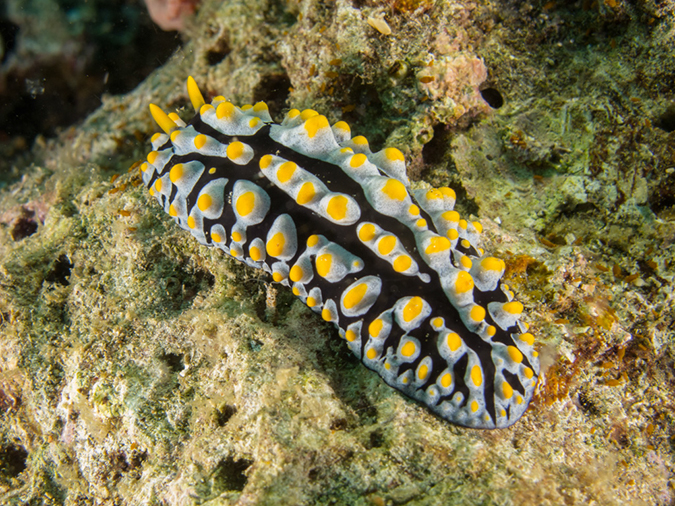 %_tempFileName20120428-3-Twin%20Rock%20Dorid%20Nudibranch%20(3)%