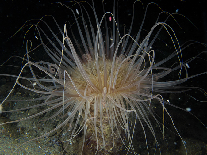 %_tempFileName20120428-4-Balanoy%20Anemone%