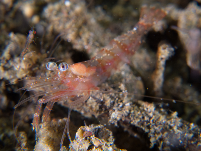 %_tempFileName20120428-4-Balanoy%20Broken-back%20Shrimp%