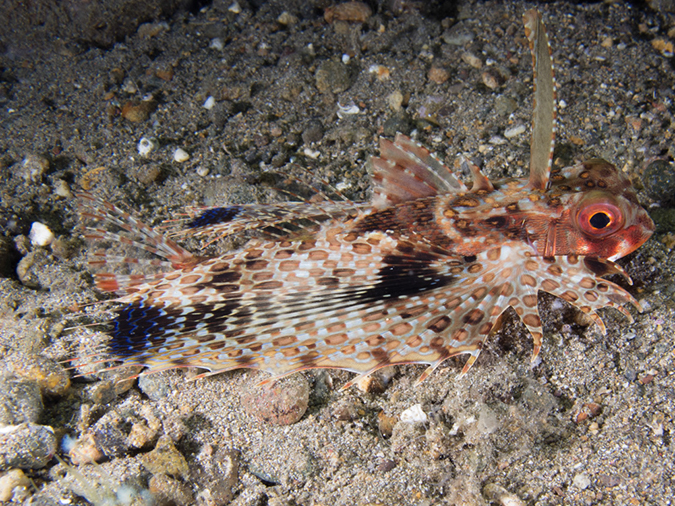%_tempFileName20120428-4-Balanoy%20Helmut%20Gurnard%20-%20Young%