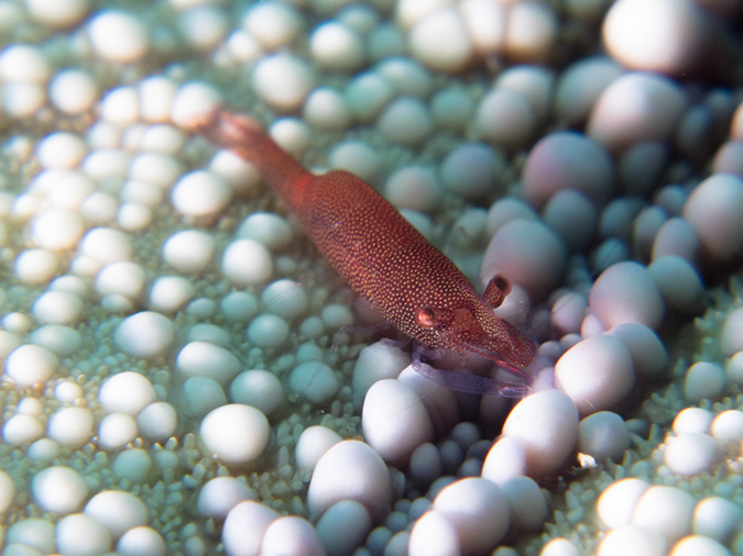 %_tempFileName20120429-1-Sunview%20Sea%20Star%20Shrimp%