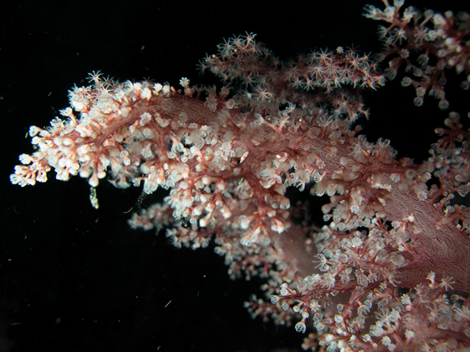 %_tempFileName20120429-1-Sunview%20Soft%20Coral%