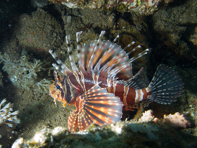 %_tempFileName20120429-1-Sunview%20Zebra%20Lionfish%